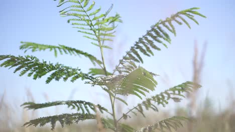a small tree gracefully sways with the gentle caress of the wind, showcasing the harmony between nature and the elements
