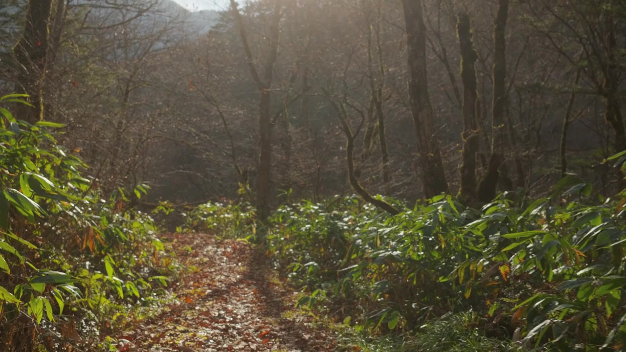 Raggi di sole che filtrano attraverso una foresta con piante verdi e una leggera foschia. Scena naturale serena con luce calda e profondità atmosferica in un tranquillo ambiente boschivo.