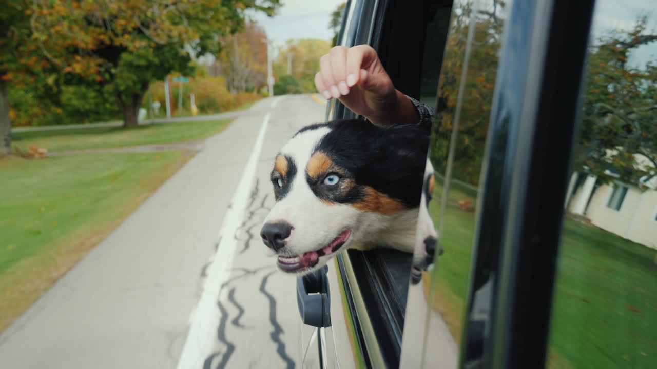 mano acaricia perro en la ventana del coche