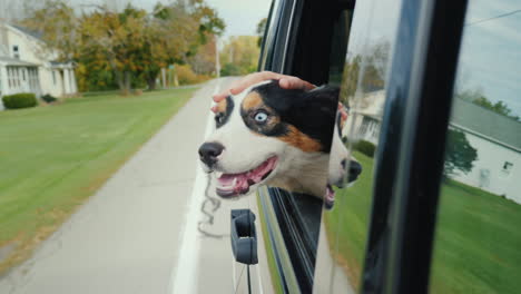 hand strokes dog in car window