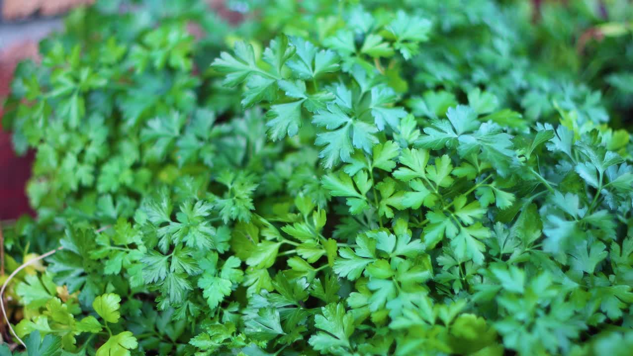 Peterseli tumbuh di kebun herbal