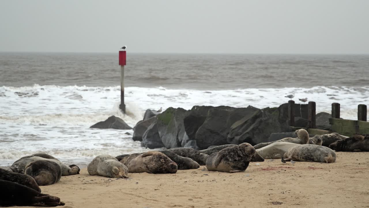 Medium handheld shot of seals lying on a beach near rocks and ocean waves.