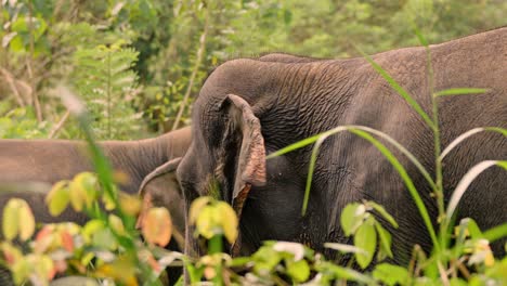 a peaceful scene of asian elephants grazing on lush green grass in an open field in sri lanka as the sun sets, casting warm golden light across the landscape.