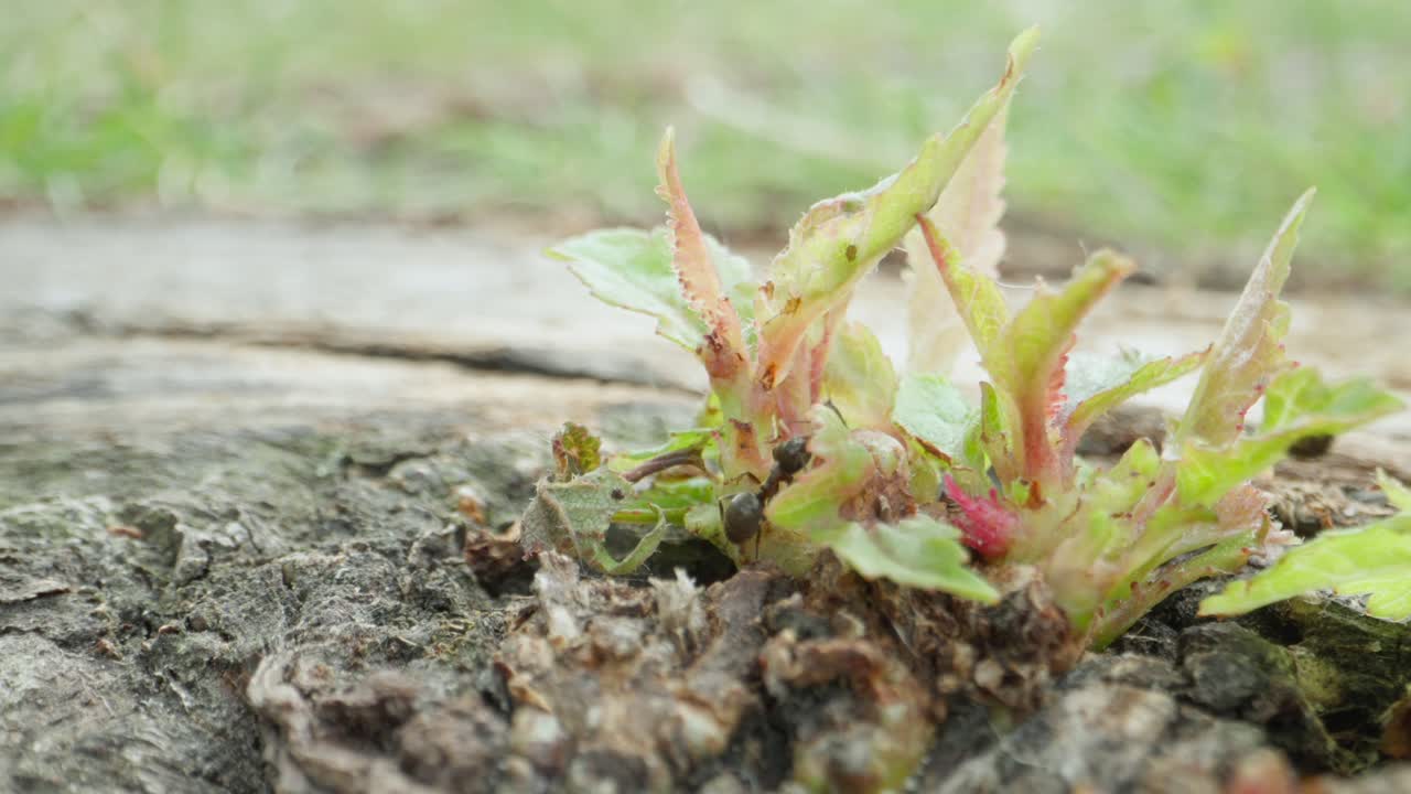 Ant walks across damp rock near green shoots, macro detail in soft forest lighting