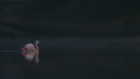 flamingo walks across water in south america