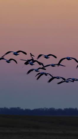 a flock of birds flying at twilight
