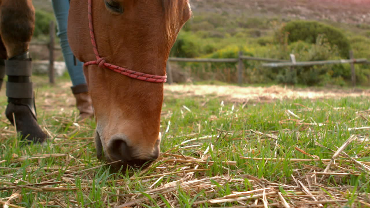Hest der spiser græs
