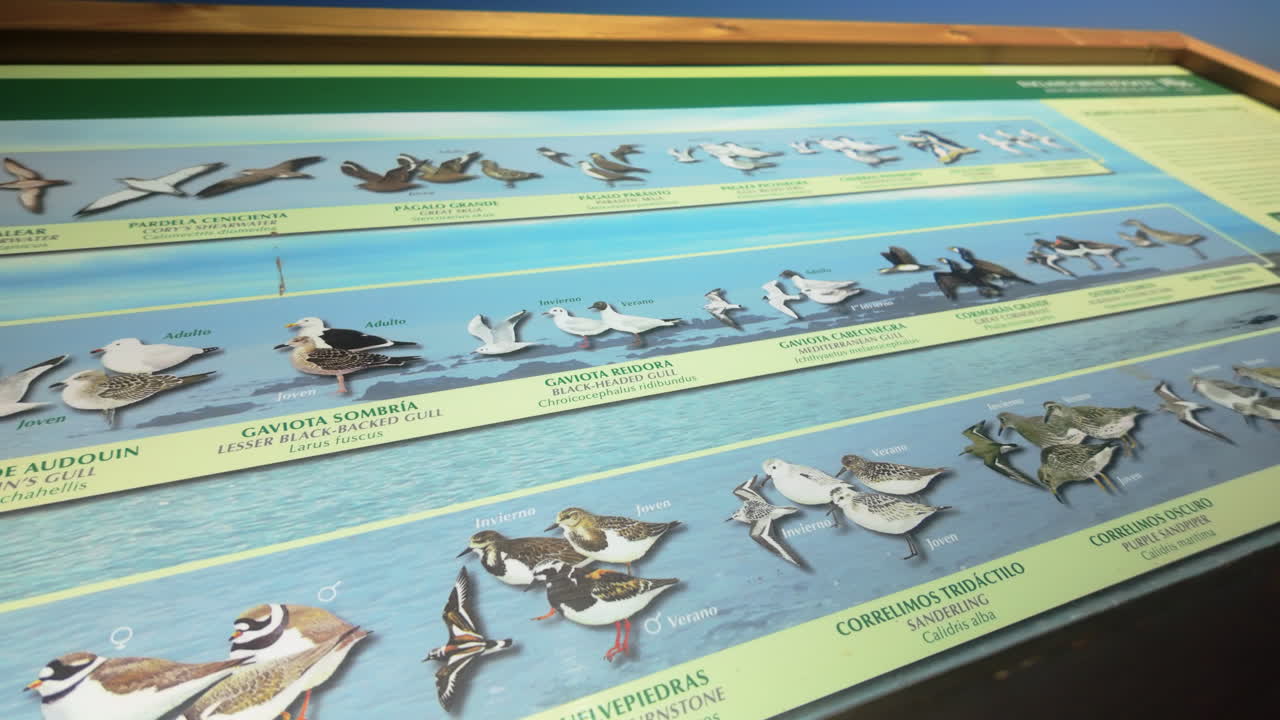 Un panel informativo detallado en Marbella, España, que muestra varias especies de aves encontradas a lo largo de la costa, proporcionando contenido educativo para observadores de aves.