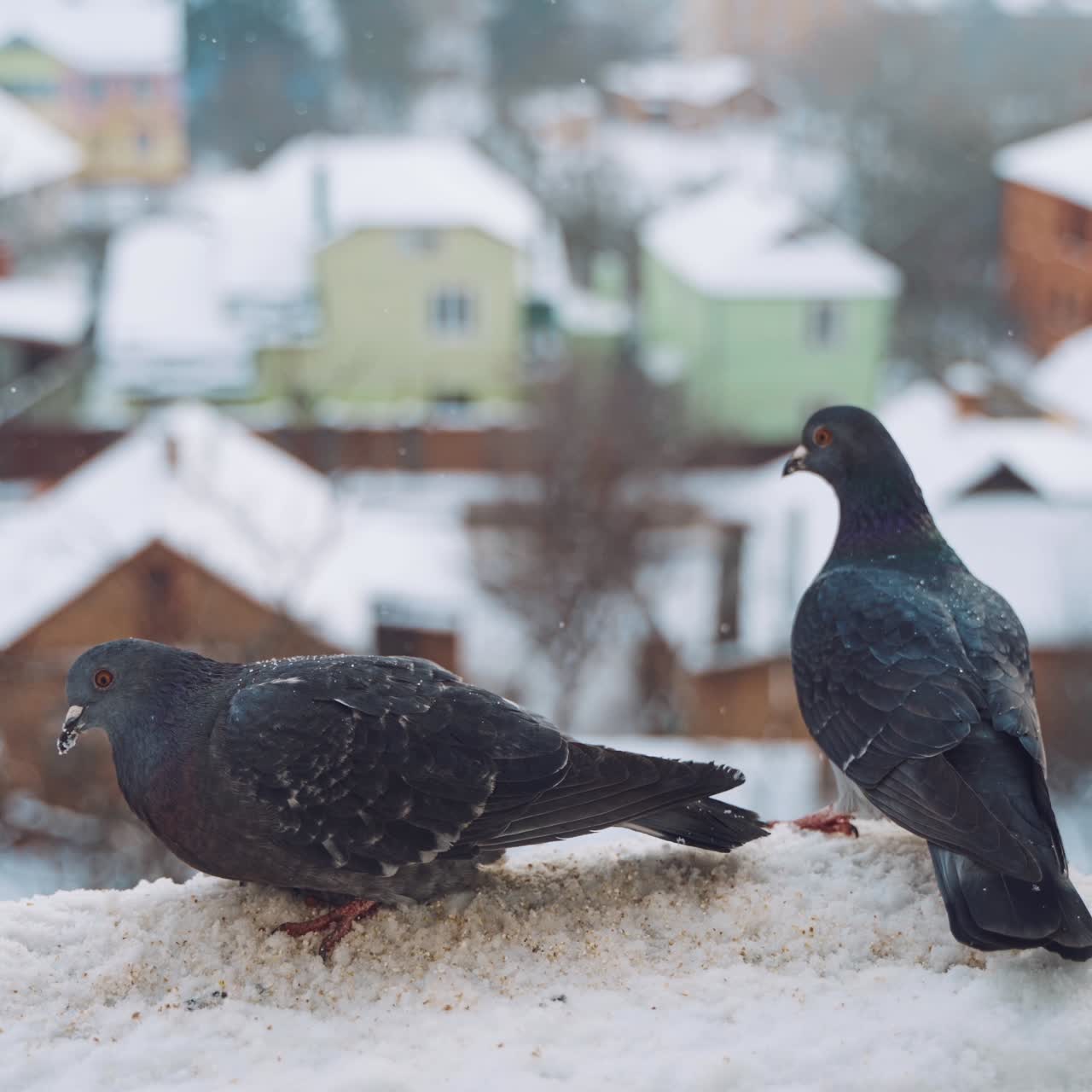Pigeons on the snow in winter on the city street. Feeding of birds.