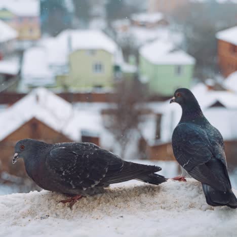 pigeons on the snow in winter on the city street. feeding of birds.