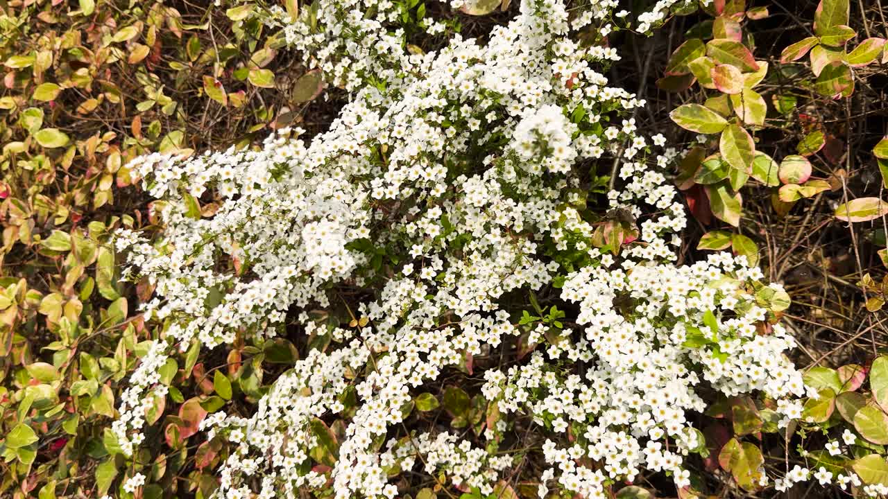 Toma en primer plano de flores blancas de Spiraea thunbergii meciéndose suavemente a la luz natural del día al aire libre.