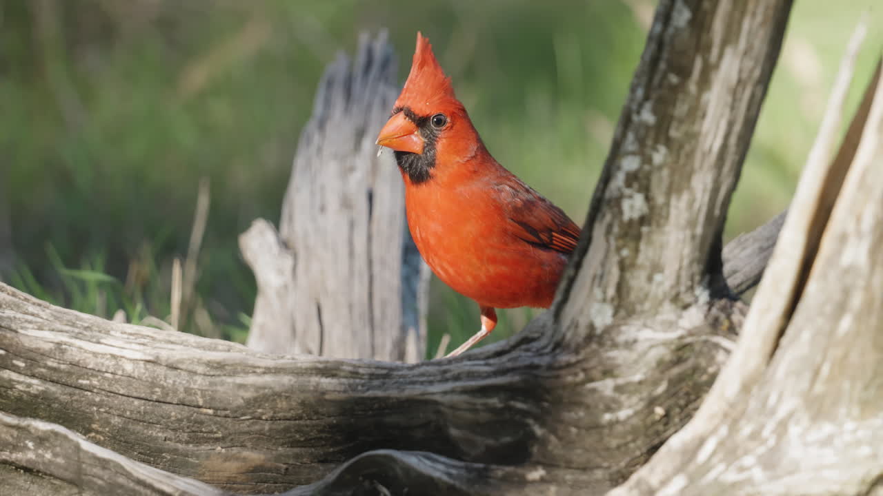 A Northern Cardinal perches in a branch on the ground and looks around - Cardinalis cardinalis