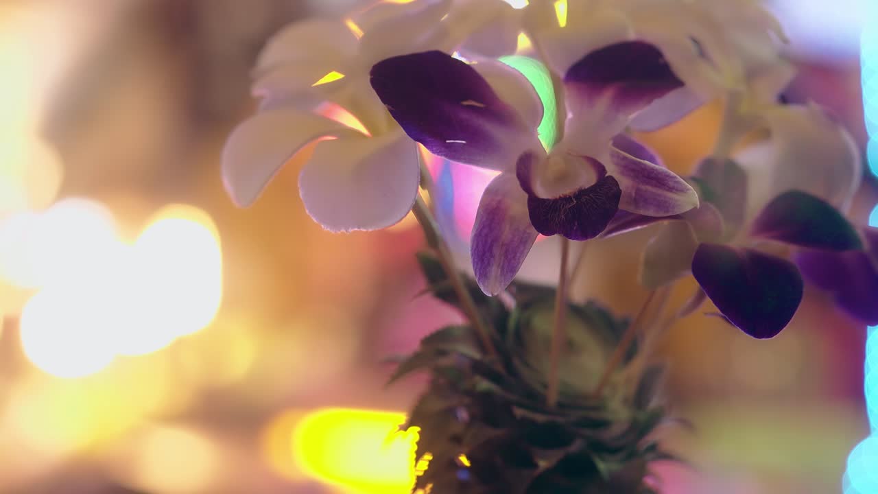 flores de orquídeas florescentes em fundo desfocado com luzes