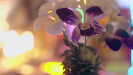 Blühende-Orchideenblüten-Auf-Verschwommenem-Hintergrund-Mit-Lichtern
