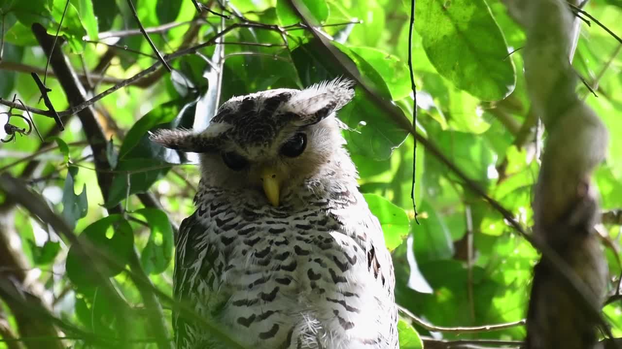 búho real de vientre manchado, bubo nipalensis, mirando hacia la cámara, este búho era muy difícil de encontrar en lo alto de las copas de los árboles y el terreno era imposible en la jungla de kaeng krachan