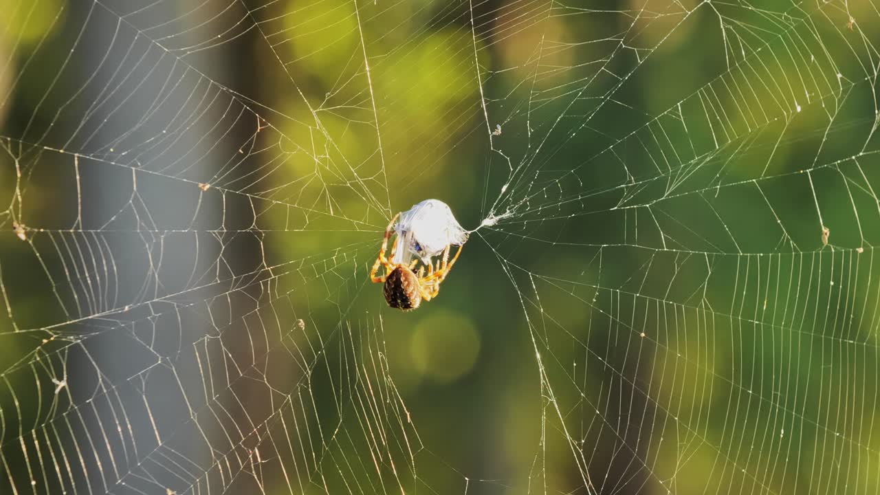 Spider Catching Prey in its Web