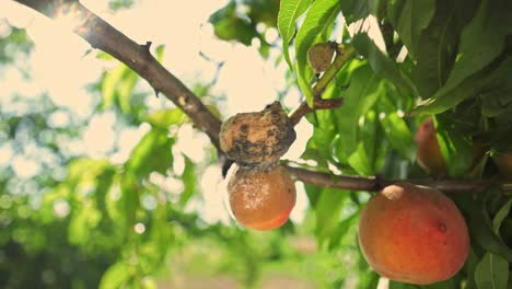 rotten peaches on the tree. fruit tree disease. poor harvest. food crisis.