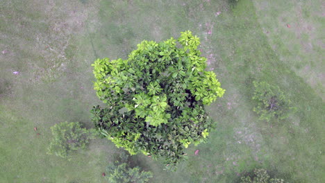 colombia eastern plains - llanos orientales 35