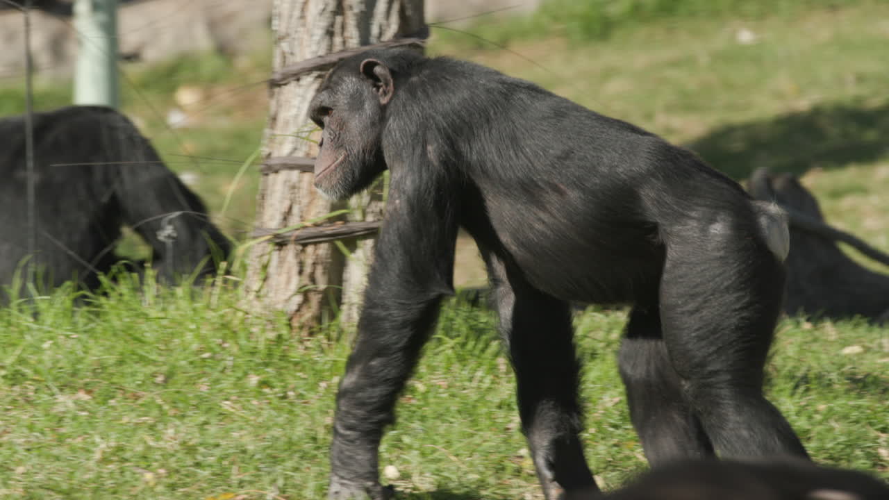 siguiendo a un chimpancé mientras camina por la hierba en el recinto de los simios en un zoológico