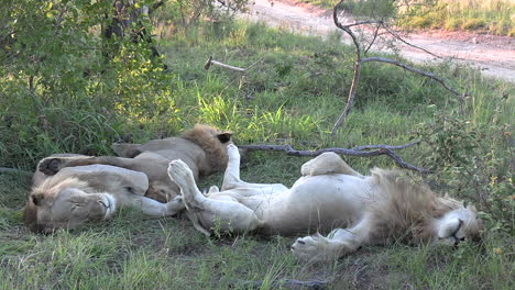 Dos-Leones-Disfrutando-De-Un-Día-De-Descanso-En-La-Sabana-Africana