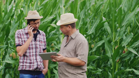 los agricultores trabajan en un campo de maíz verde 2