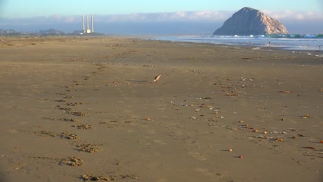 Shorebirds-pick-through-the-sand-in-front-of-the-beautiful-Morro-Bay-rock-along-California's-central-coast