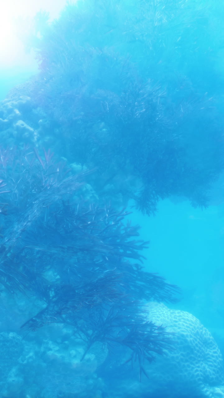 hermosa escena submarina con arrecifes de coral y luz solar