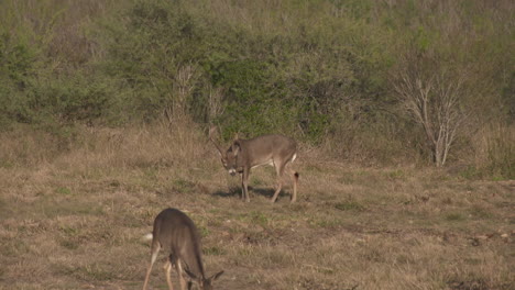 Ein-Weißwedelbock-In-Texas,-USA