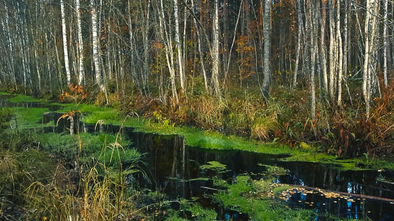 Gorgeous green duckweed covered river in a autumn sunny bog marshland or wetland swamp with grassy shores and fallen leaves. large birch trees visible in the background. Water is dark and reflective
