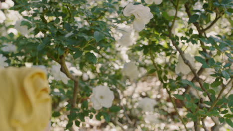 Mujer-Usando-Un-Teléfono-Inteligente-Tomando-Fotos-De-Rosas-En-El-Jardín