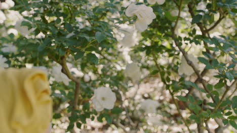 woman using smartphone taking photo of roses in garden