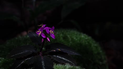 Seen-deep-in-a-dark-forest-as-sunlight-illuminates-in-a-transition-from-dark-to-light,-Purple-Wild-Flowers,-Sonerila-violifolia-Hook