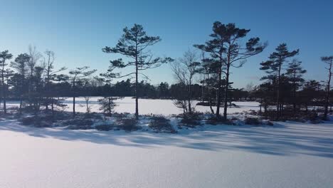 aerial view of snowy bog landscape with frozen lakes in sunny winter day, dunika peat bog , flying trough the pine trees, wide angle drone shot moving slow forward