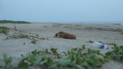 pequeño perro callejero tendido en la playa