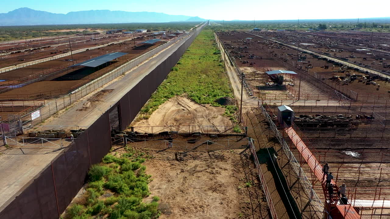 el rebaño fronterizo: imágenes aéreas de vacas cruzando la frontera