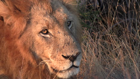 male lion slowly turns to look up at the camera