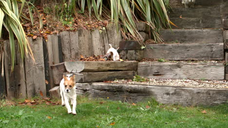 perros corriendo hacia la cámara en el jardín