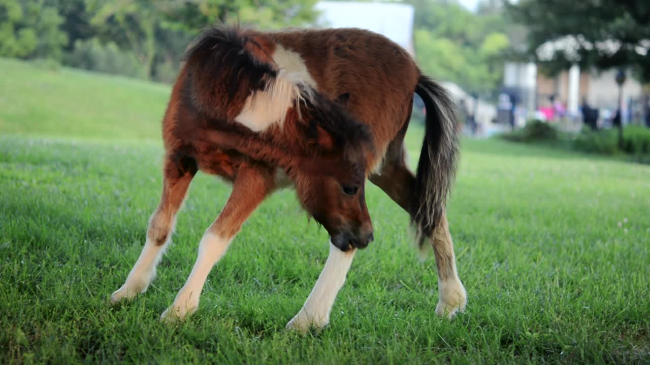lindo caballo marrón pony en miniatura lamiendo su pierna en el campo de hierba