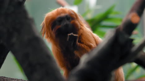 Tití-León-Dorado-Sentado-En-Un-árbol-Comiendo-Nueces---Leontopithecus-Rosalia---Vista-Estática