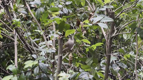 野生橄<unk>翼球<unk> (pycnonotus plumosus) 坐落在搖<unk>的樹枝上,在自然息地被風搖搖