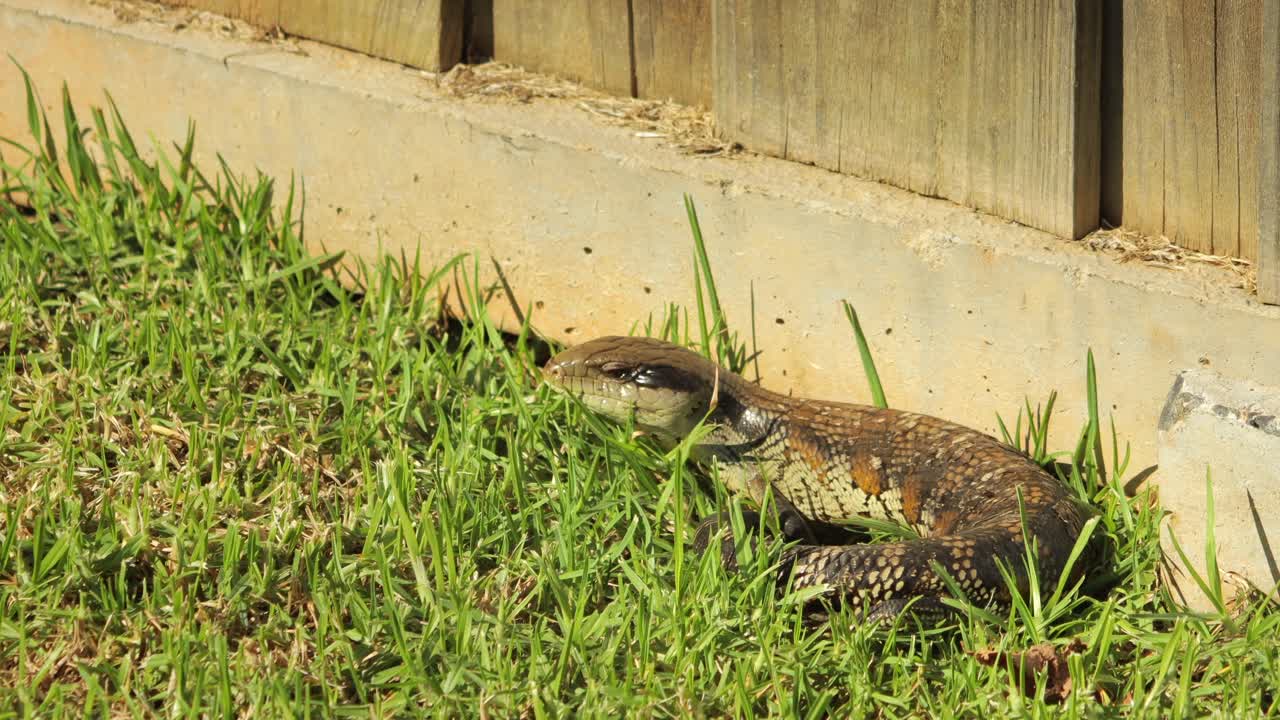 파란 혀의 도마은 돌로 된 울타리 에서 휴식을 취하고 정원에서 눈을 이고 천천히 움직입니다.