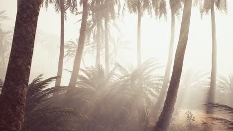 coconut palms in deep morning fog