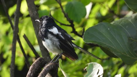 Petirrojo-Negro-Relajándose-En-El-árbol