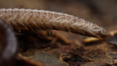 closeup of legs and belly of a blunt-tailed snake millipede