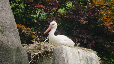 cigüeña blanca occidental pájaro ciconia incubando huevos en un nido en la parte superior del acantilado en primavera