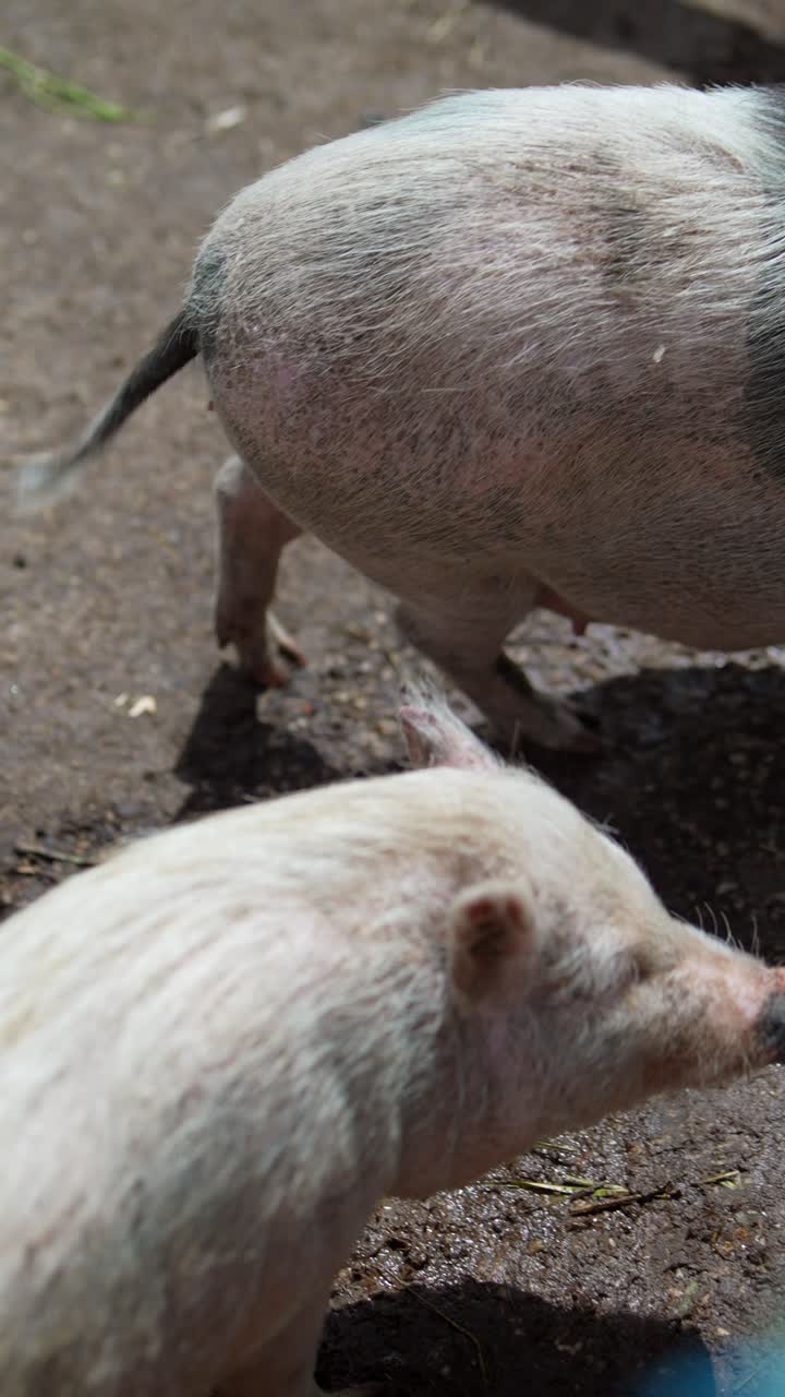 창고에 힌 돼지