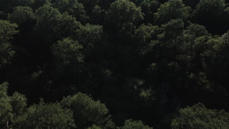 brocéliande forest, brittany in france. aerial top-down forward