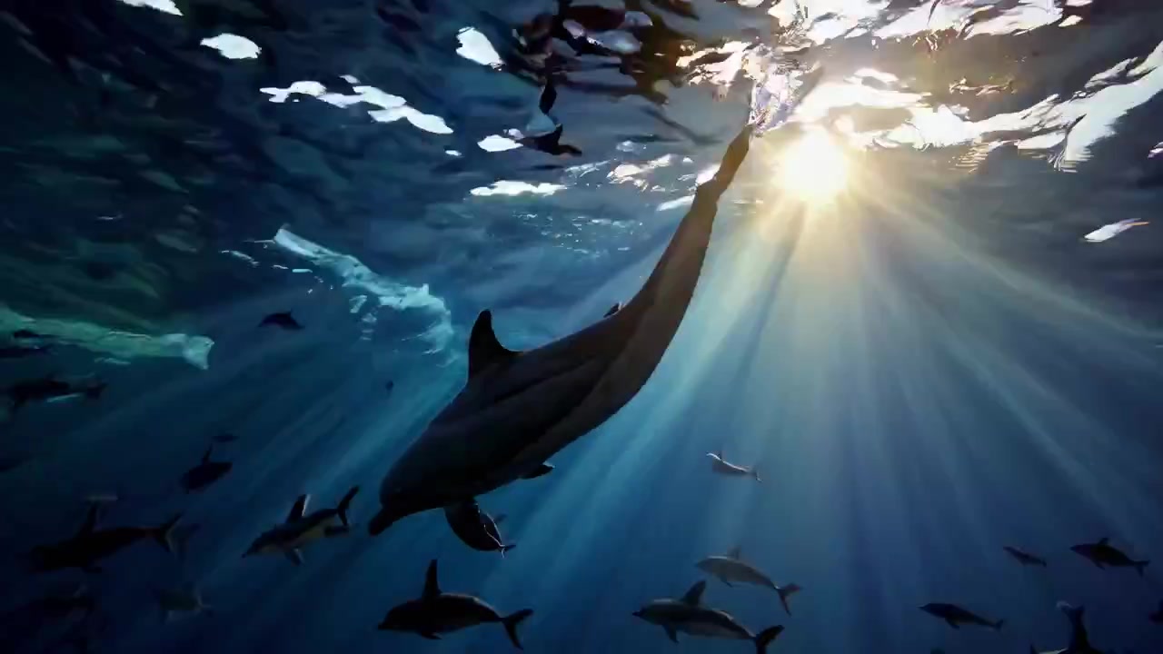 Dolphins Swimming Underwater with Sun Rays Piercing the Surface