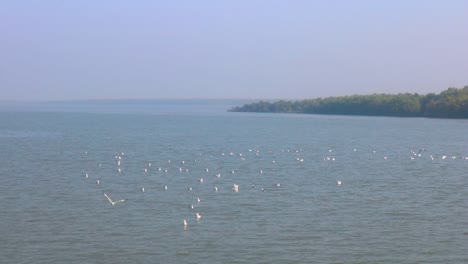 Una-Bandada-De-Gaviotas-Flotando-En-El-Agua-Cerca-De-San-Martín-En-El-Golfo-De-Bengala