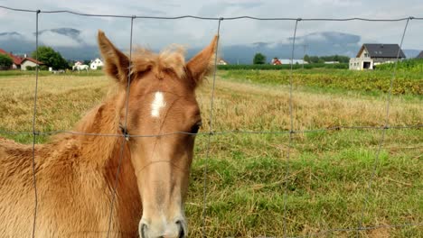 Handheld-close-up-shot-of-the-wild-small-horse,-a-filly-with-mountains-in-the-background